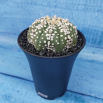 Astrophytum Asterias (Астрофитум)