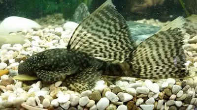 Анциструс Классический Вуаль