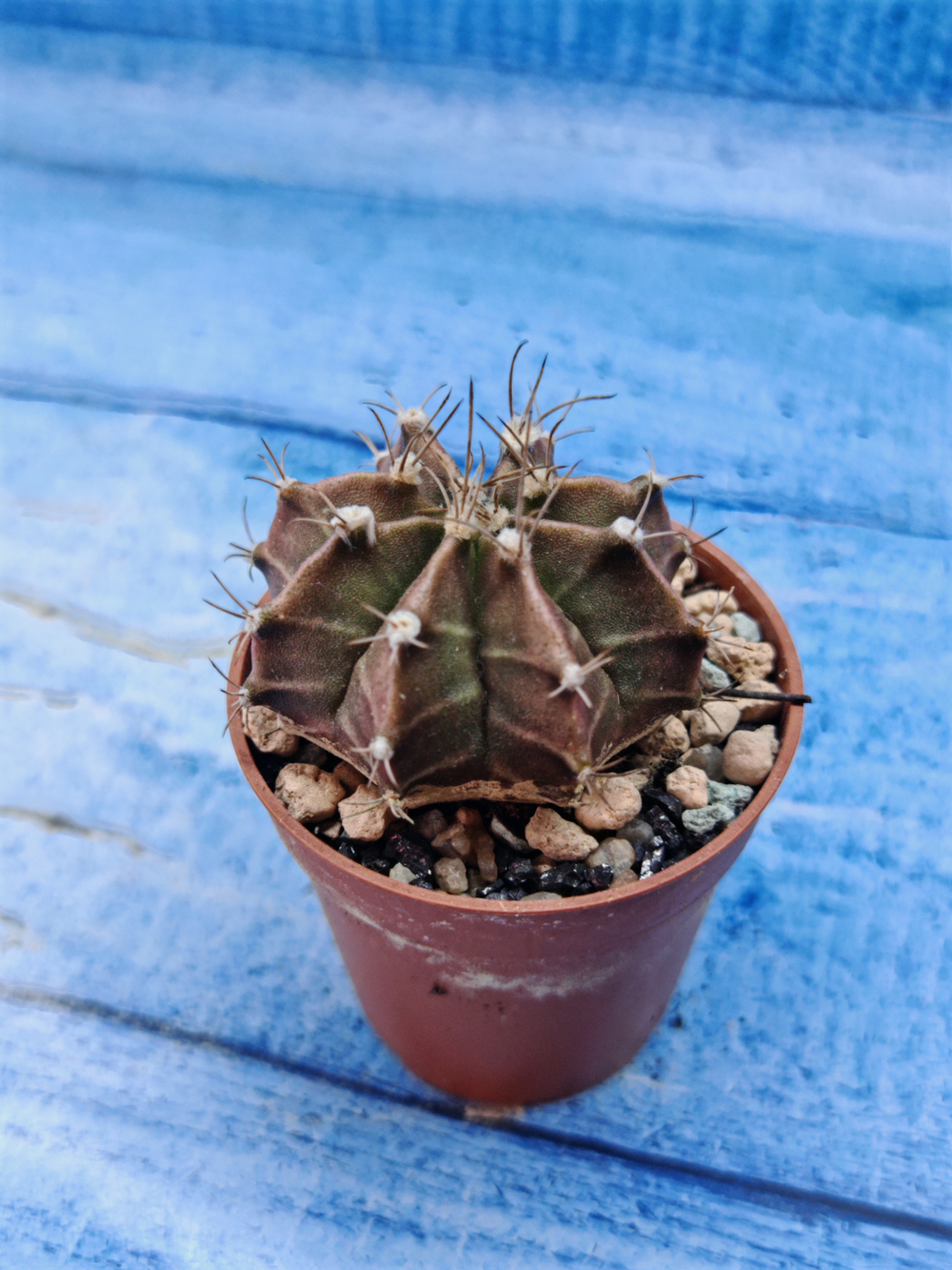Gymnocalycium Friedrichii (Гимнокалициум)