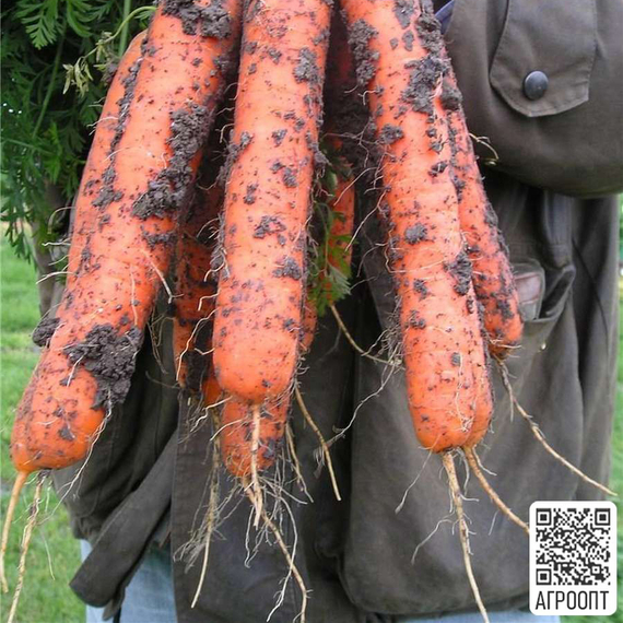 Самсон семена моркови нантской (Bejo / ALEXAGRO) культура