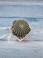 Sulcorebutia Heliosoides (Сулькоребуция)