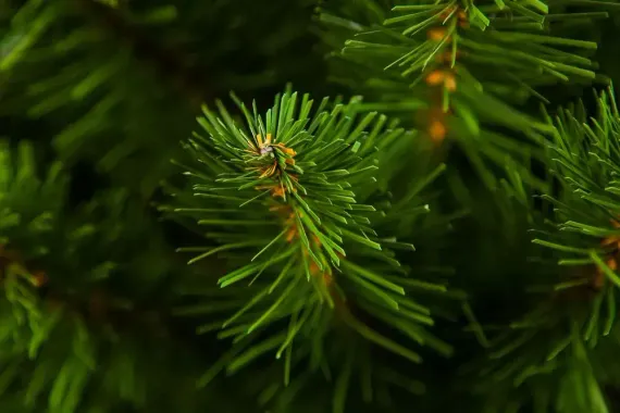 Ель Альпийская в мешочке 90 см., мягкая хвоя, Triumph Tree (73562)