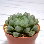 Haworthia Cooperi Pilifera (Хавортия)