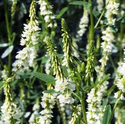 Донник Травяной сбор 60г