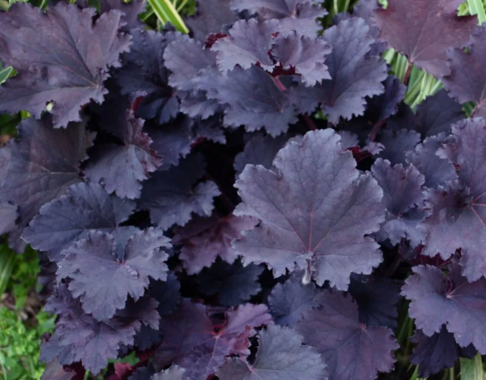 Гейхера Бинош рассада ОКС меристема