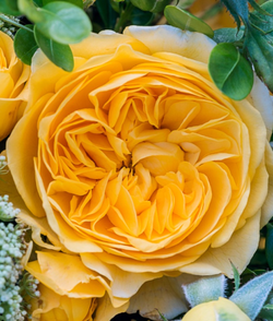 Роза Инка С7 Закупка М57 июнь 2026