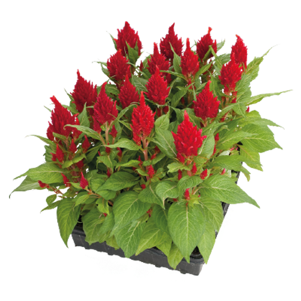 Целозия перистая Глориас Ред (50шт) Витагрин Профи