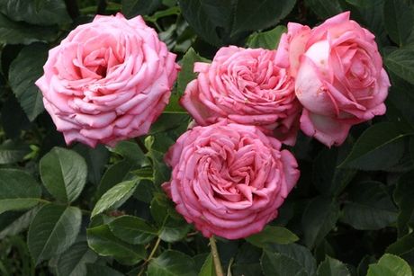 Веддинг Беллс (Wedding Bells)