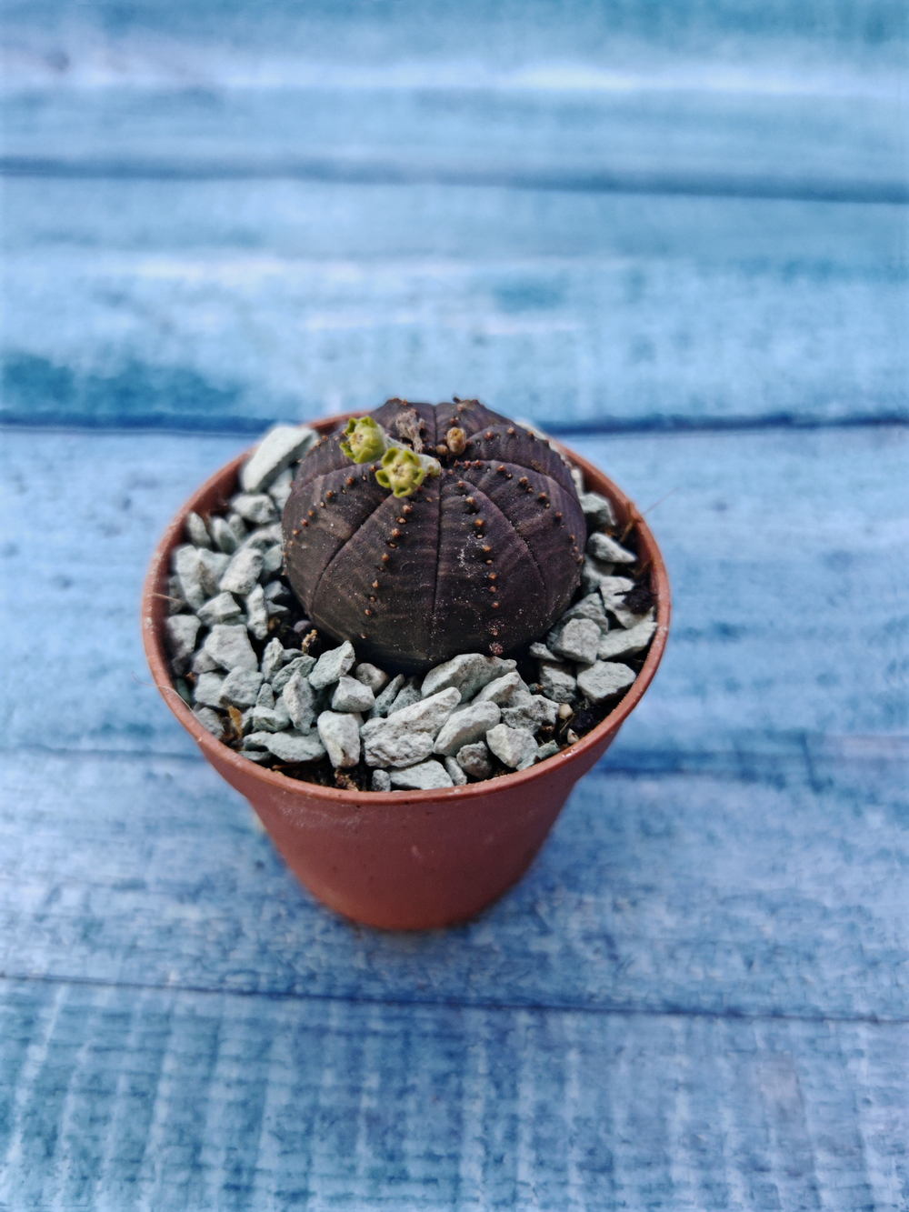 Суккулент Euphorbia Obesa (Эуфорбия)