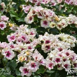 Си Ю ин Пёрпл (See You in purple)