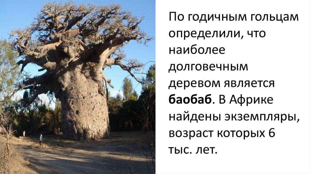 Модель стебля растения — купить по ФГОС | Учебный стандарт
