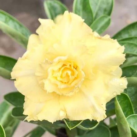 Адениум обесум 373