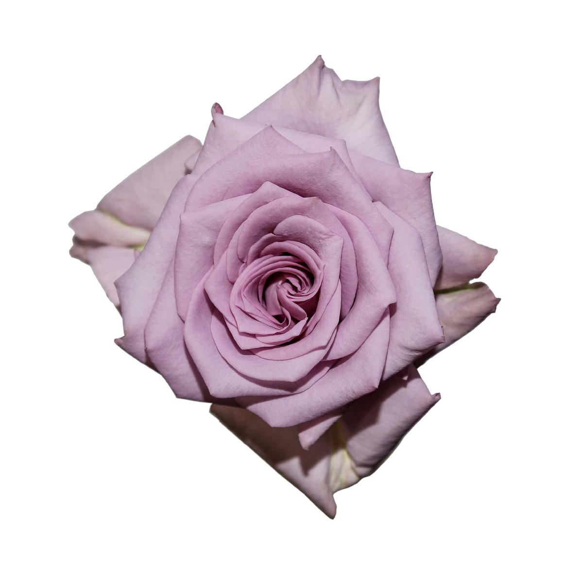 Авангард (Avant-garde) — интерьерный сорт