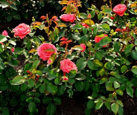 РОЗА ПОЛИНА