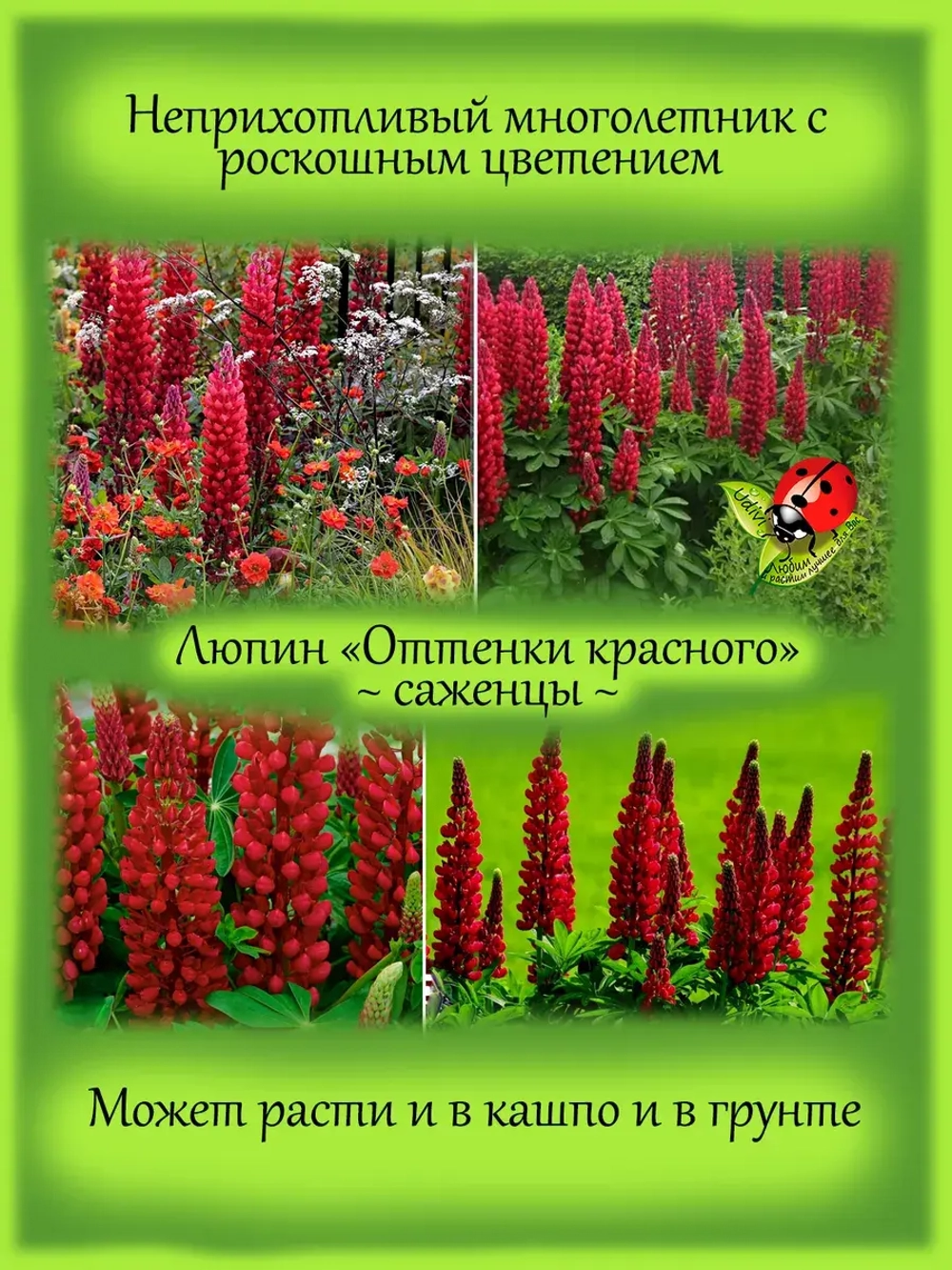Люпин Оттенки красного многолетний