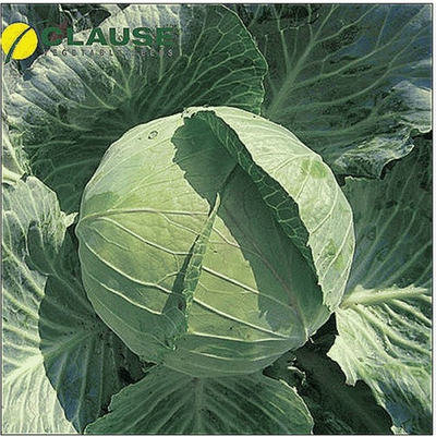 Капуста ранняя сортовая Диана F1 - Diana F1