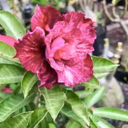 Адениум обесум 243 Simon