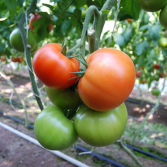 Белфаст F1 семена томата индетерминантного (Enza Zaden / Энза Заден)