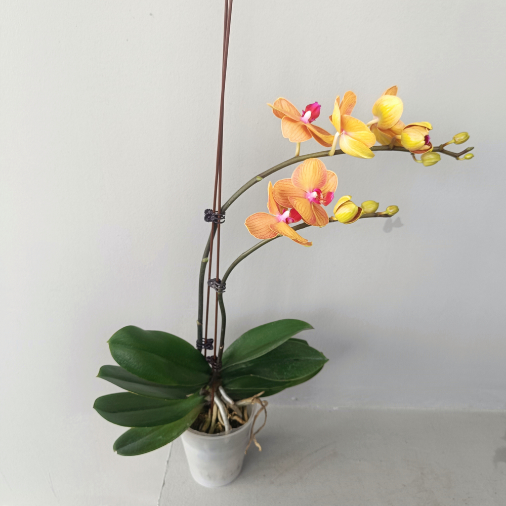 Орхидея фаленопсис