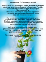 Крыжовник Уральский бесшипный