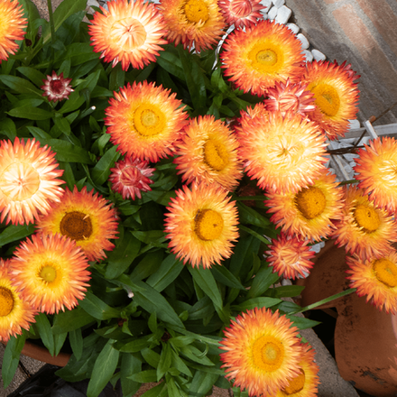 ЕВРО Брактеанта Granvia Dark Orange Flame ОКС укорененный черенок 15-20 февраля