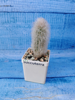 Austrocephalocereus dybowskii (Аустроцефалоцереус )