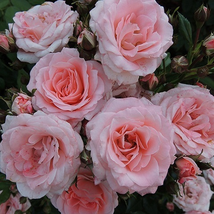 Роза-спрей Lydia