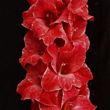 Гладиолус крупноцветковый Чоколад Рипл