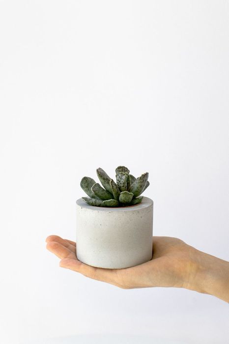 Комнатные растения от 600 руб 🌱 | KRAP/VA