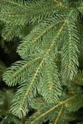 Интерьерная искусственная елка Городская 5 м., 100% литая хвоя, ЕлкиТорг (197500)