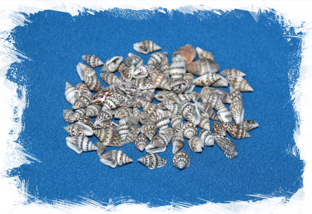 Насса серая