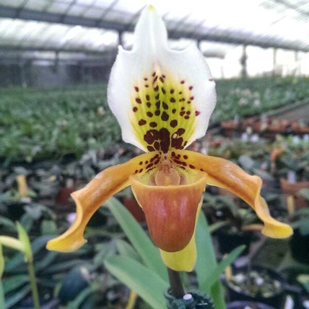 Орхидея PAPHIOPEDILUM EXUL
