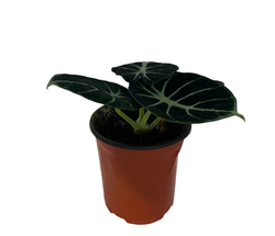 Алоказия Ninja д.11