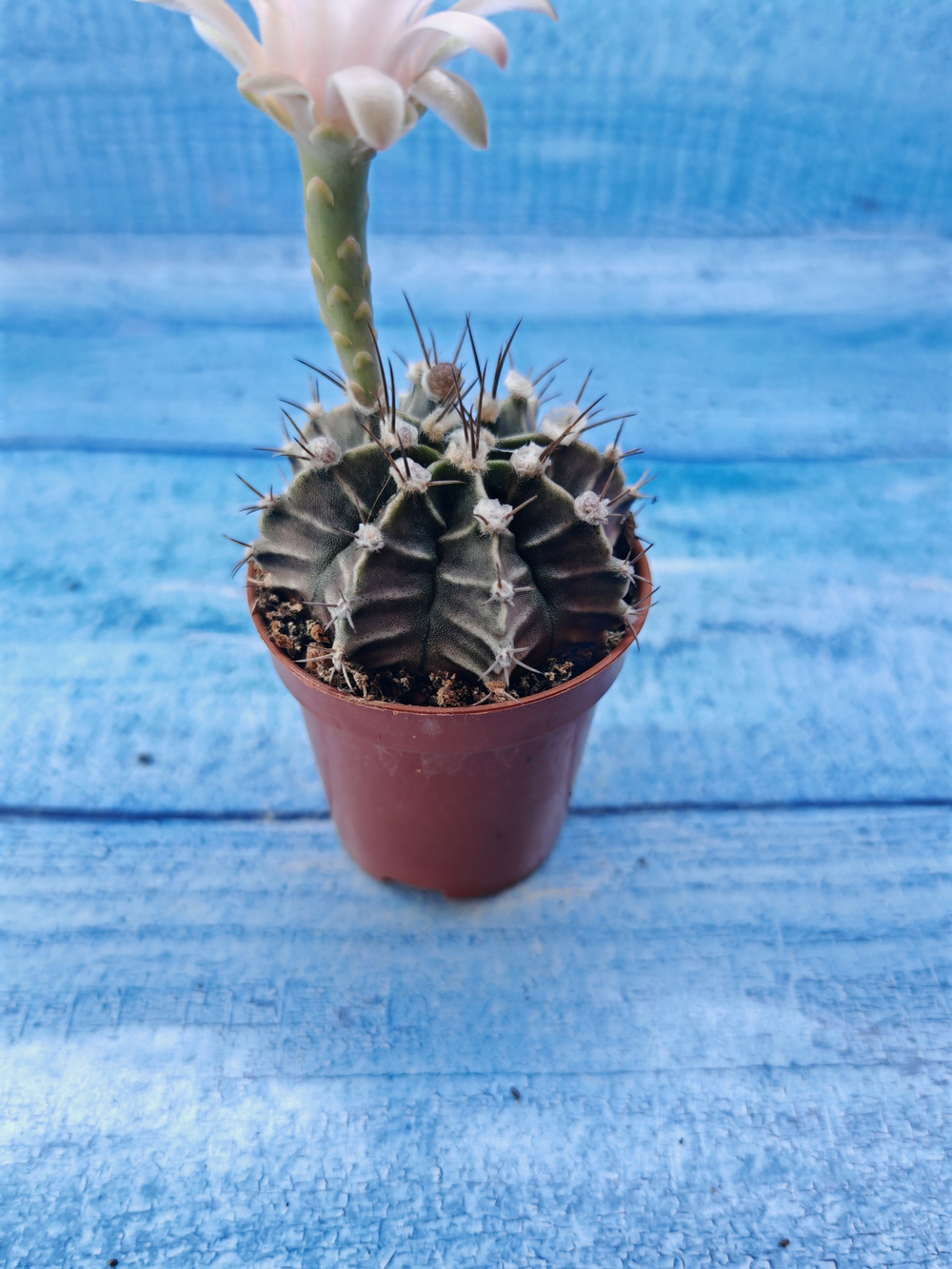Gymnocalycium Friedrichii (Гимнокалициум)