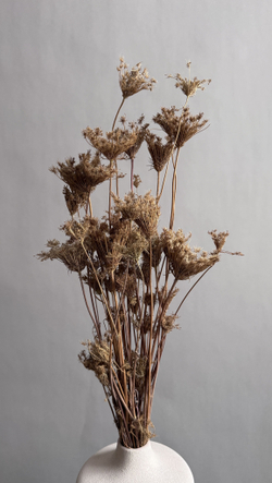 Фенхель натуральный