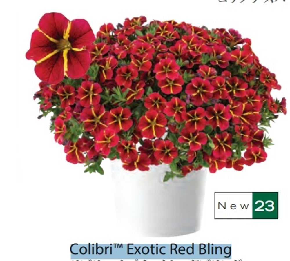 Calibrahoa Colibri™ Exotic Red Bling. ОКС укорененный черенок. Под заказ, производство 4-5 недель