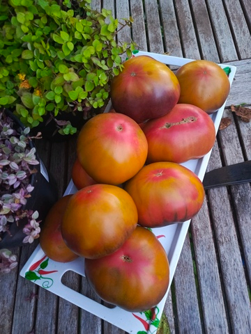 Блаженство сорт томата