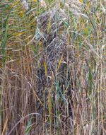 Халат маскировочный "Леший ULTRA MX19" North Way, цвет: темный камыш