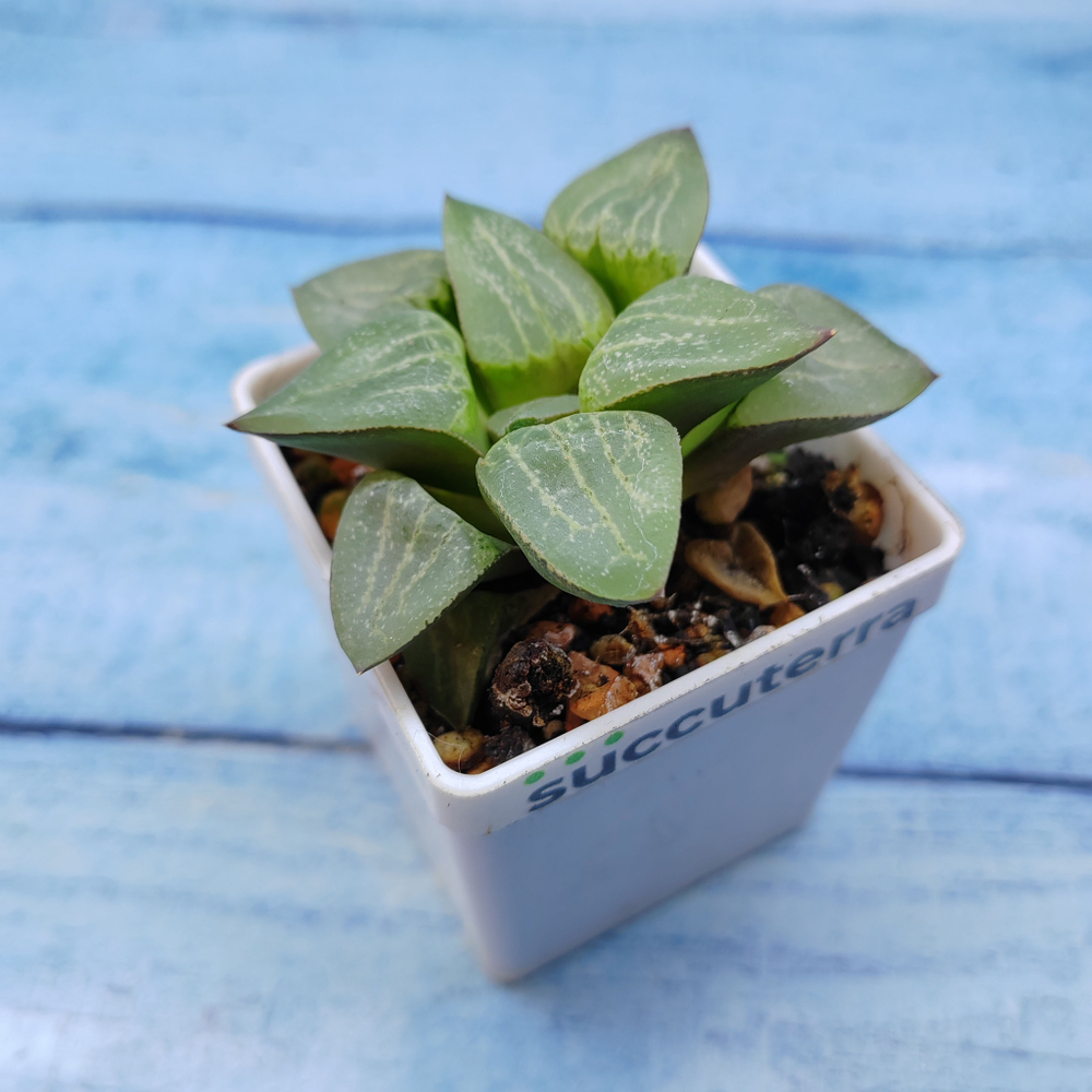 Haworthia Comptoniana Hybride hybrid (Хавортия)