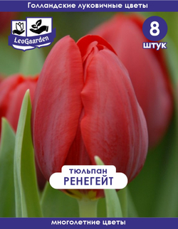 Тюльпан Луковица цветов, Ренегейт, 8 шт