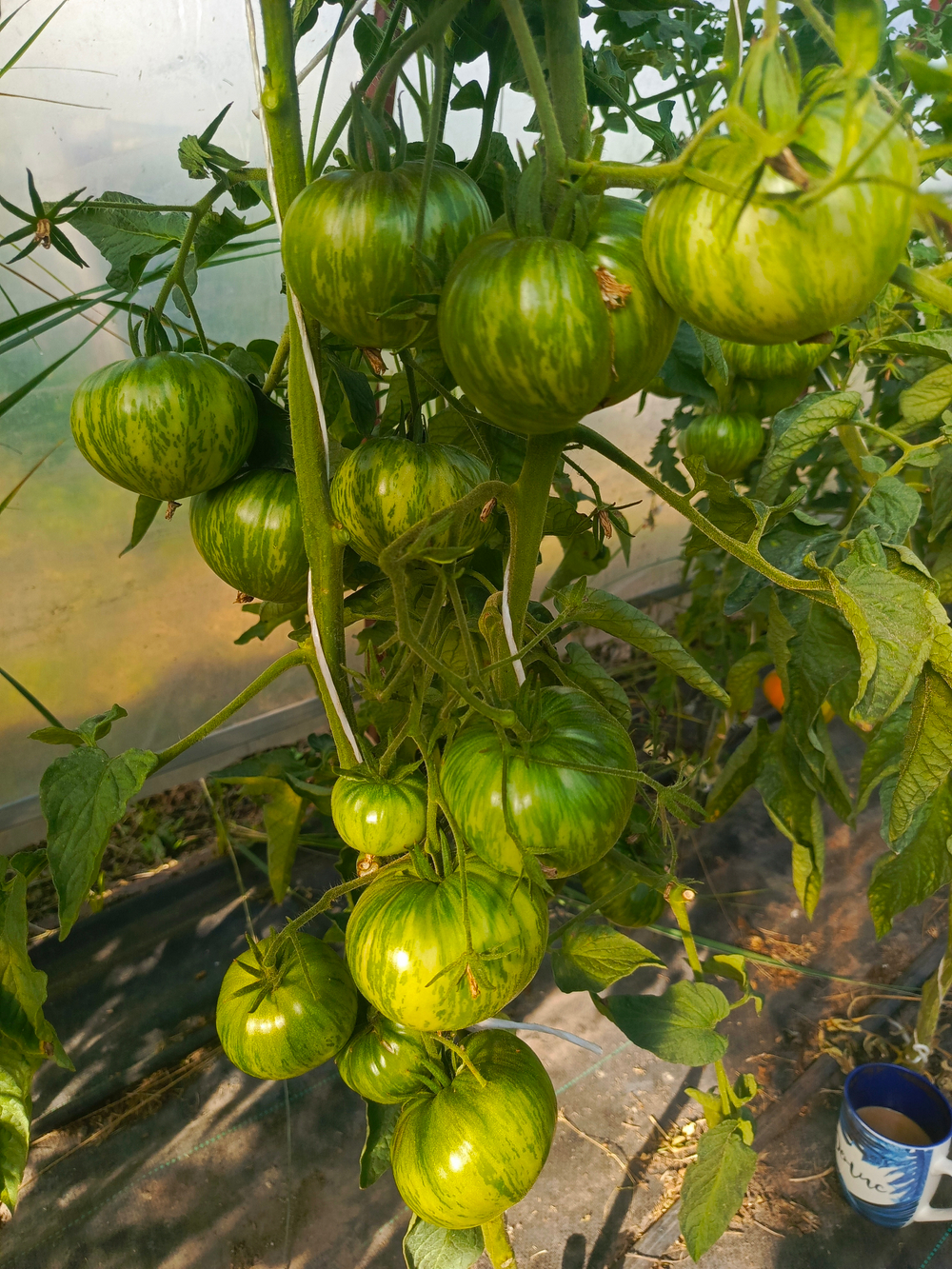 Бриллиантовые ноги сорт томата