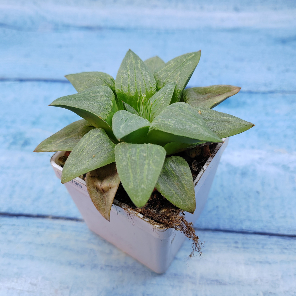 Haworthia Comptoniana Hybride hybrid (Хавортия)