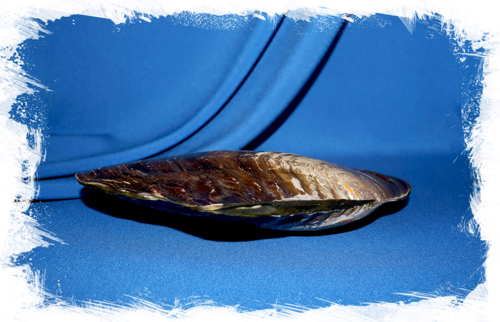 Жемчужница Петушиный гребень