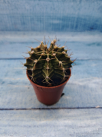 Gymnocalycium Friedrichii (Гимнокалициум)