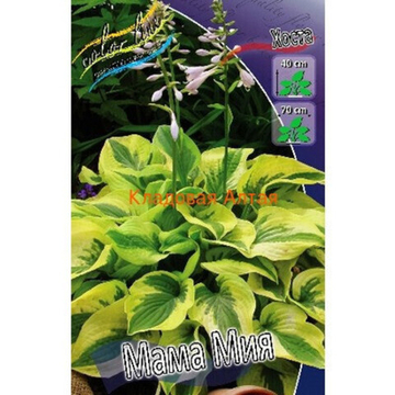 Хоста Мама Мия
