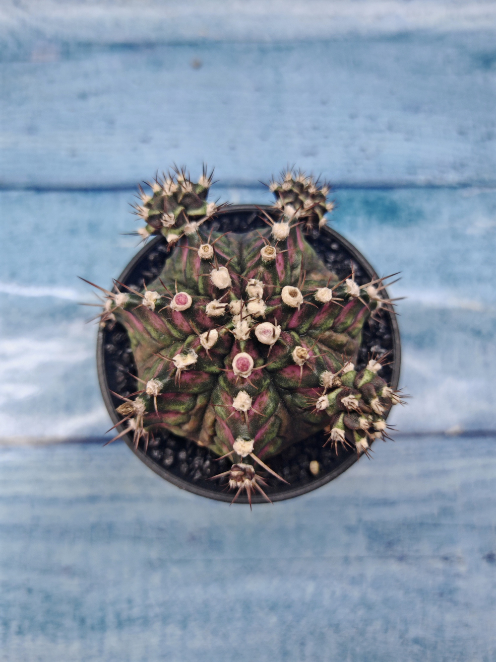 Gymnocalycium T-Rex Pink hybride (Гимнокалициум)