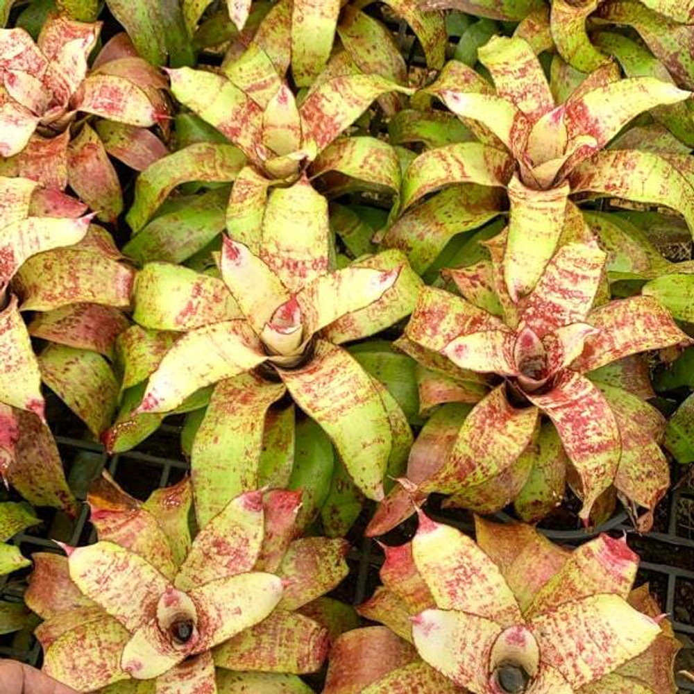 Неорегелия JS BROWN