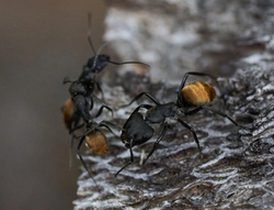 Муравьи Camponotus chilensis (Реликтовый муравей)