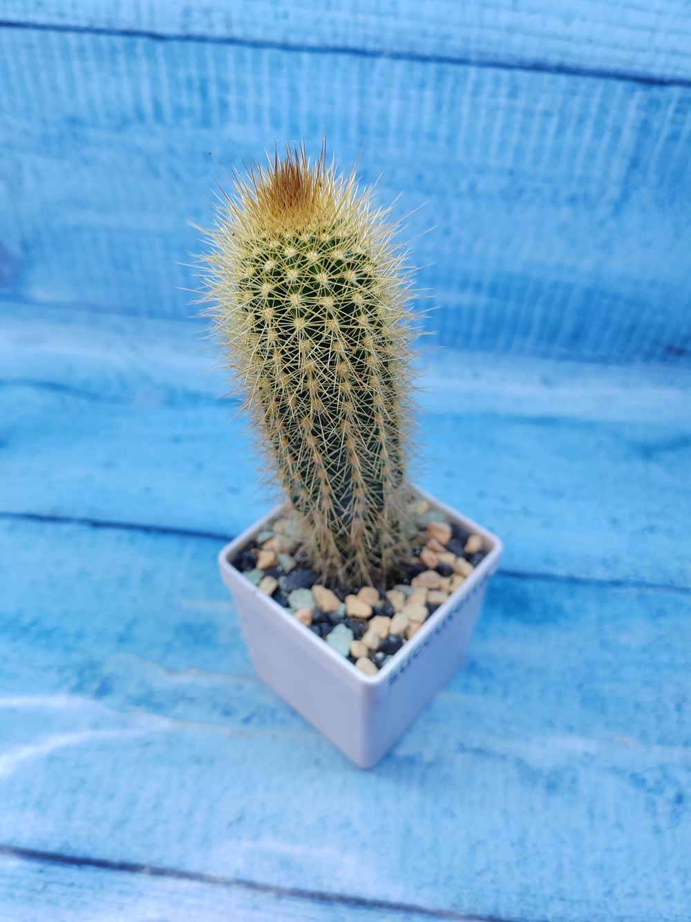 Pilosocereus Chrysostele (Пилоцереус)