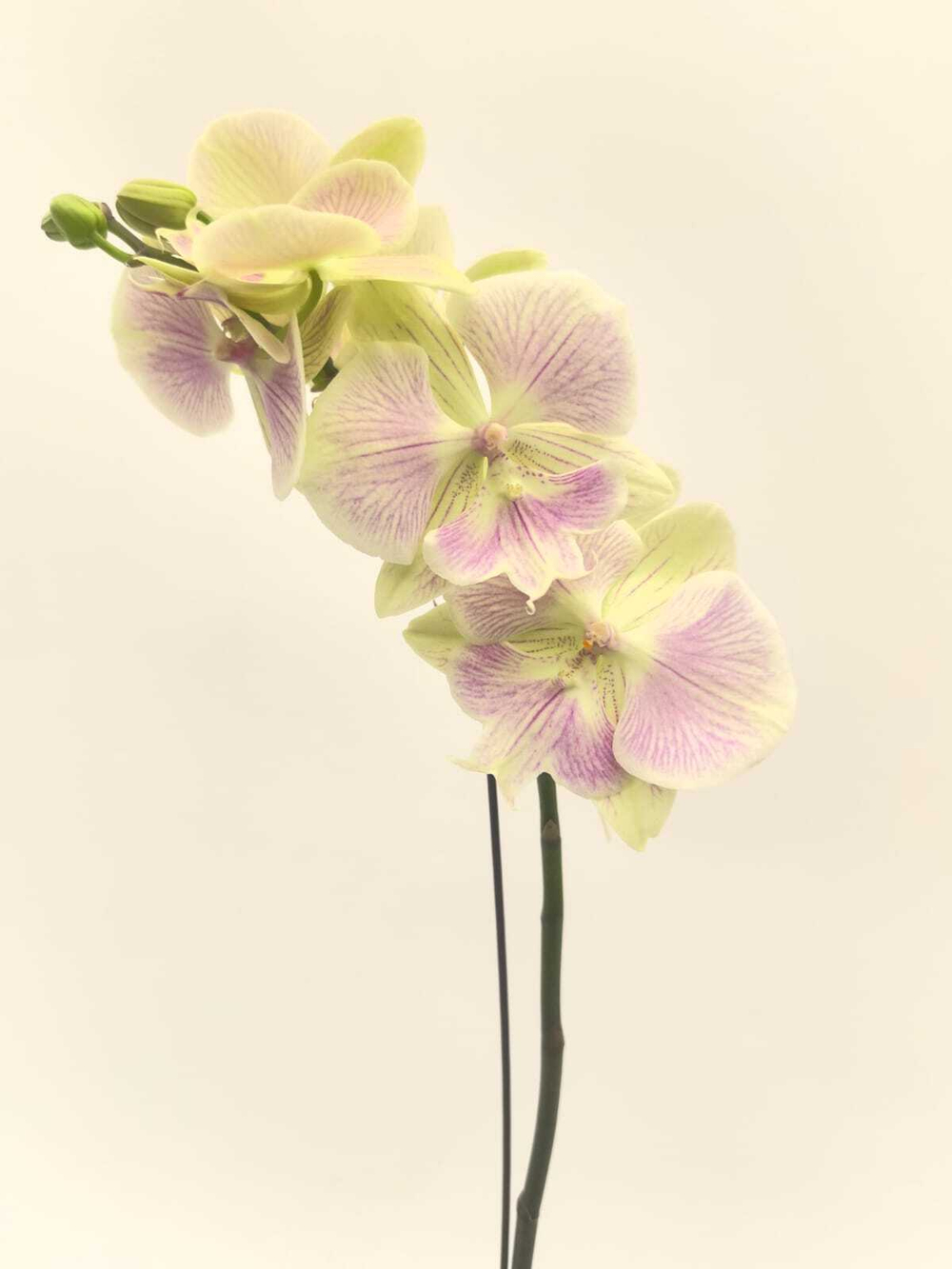 Фаленопсис (Орхидея) 1 РР(белый)